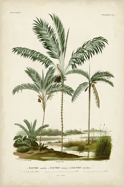 DOrbigny, M. Charles 작가의 Antique Palm Collection VII 작품