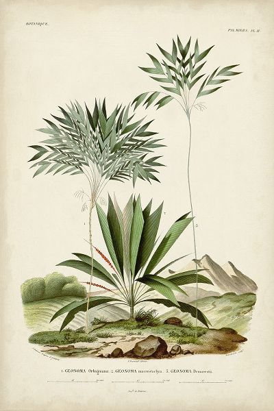DOrbigny, M. Charles 작가의 Antique Palm Collection VIII 작품