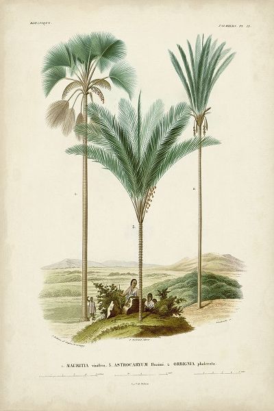 DOrbigny, M. Charles 작가의 Antique Palm Collection IX 작품