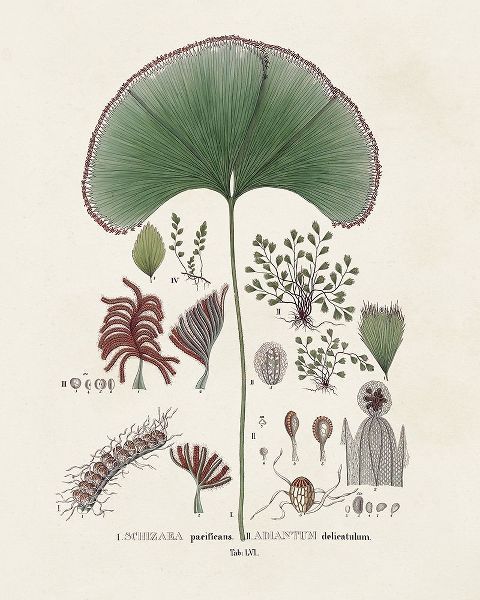 Vision Studio 아티스트의 Botanical Society Ferns III작품입니다.