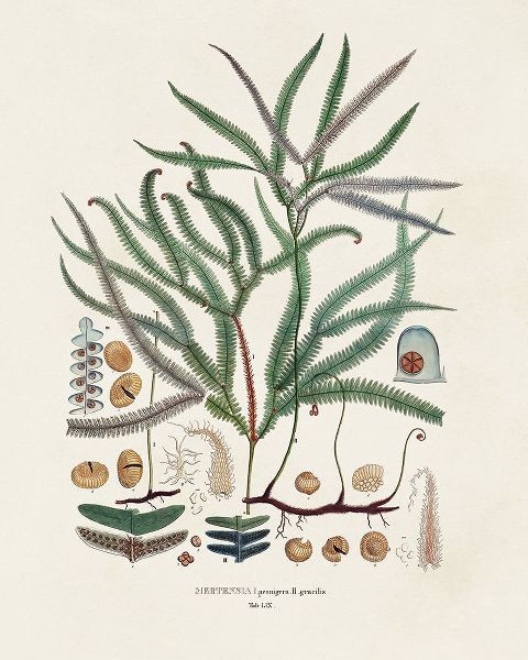 Vision Studio 아티스트의 Botanical Society Ferns VII작품입니다.
