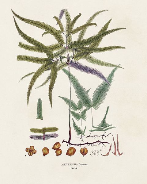 Vision Studio 아티스트의 Botanical Society Ferns VIII작품입니다.