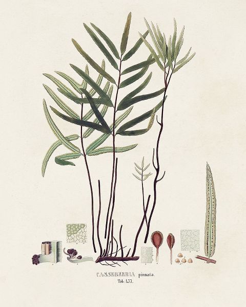 Vision Studio 아티스트의 Botanical Society Ferns XI작품입니다.