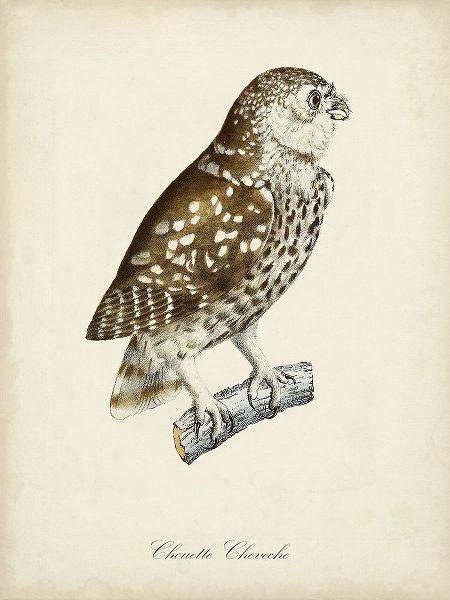 de Langlois 아티스트의 French Owls I작품입니다.