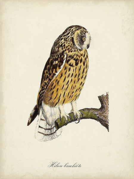 de Langlois 아티스트의 French Owls II작품입니다.