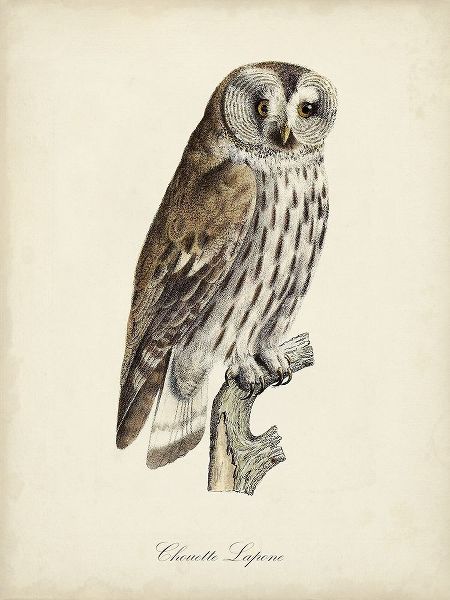 de Langlois 아티스트의 French Owls III작품입니다.