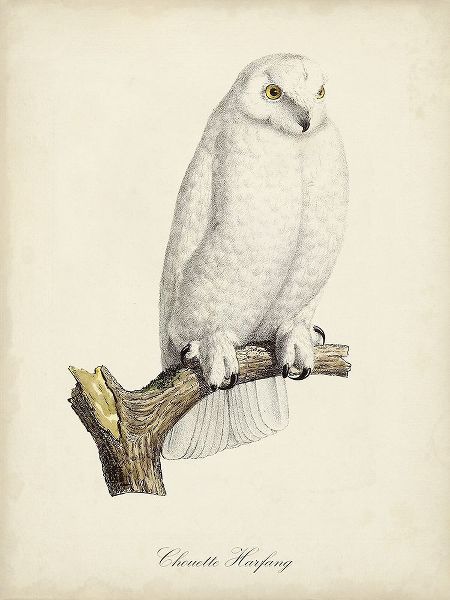 de Langlois 아티스트의 French Owls IV작품입니다.