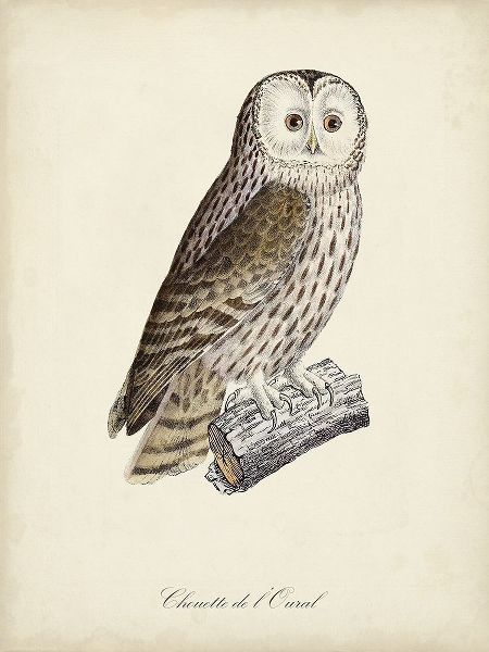 de Langlois 아티스트의 French Owls V작품입니다.