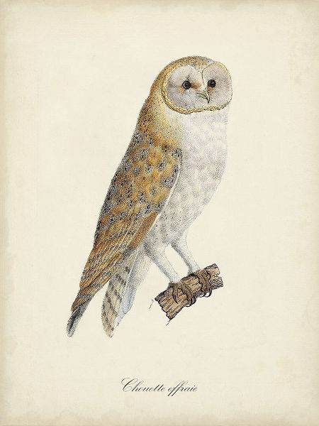 de Langlois 아티스트의 French Owls VI작품입니다.