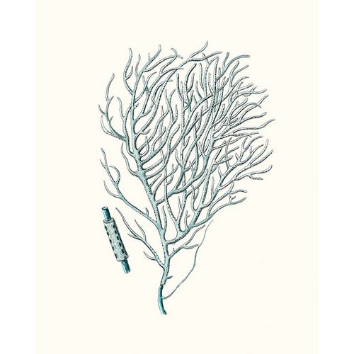 Esper, Johann 아티스트의 Antique Coastal Coral I작품입니다.
