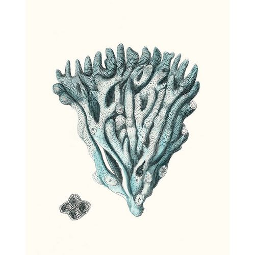 Esper, Johann 아티스트의 Antique Coastal Coral X작품입니다.