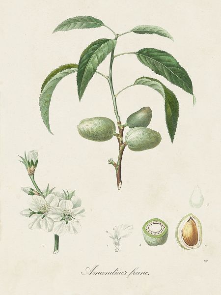 de Langlois 아티스트의 Antique Almond Botanical I작품입니다.