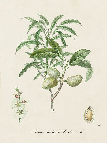 de Langlois 아티스트의 Antique Almond Botanical II작품입니다.