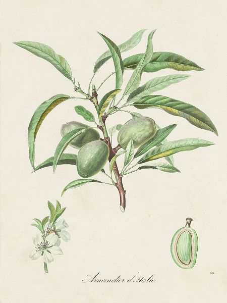 de Langlois 아티스트의 Antique Almond Botanical III작품입니다.