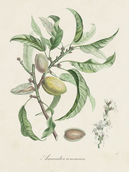 de Langlois 아티스트의 Antique Almond Botanical IV작품입니다.