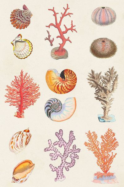 Vision Studio 아티스트의 Coral And Shell Collage I작품입니다.