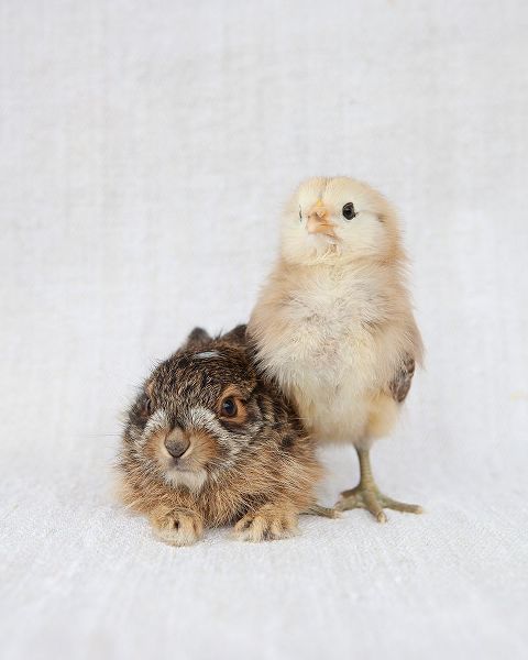 Soderman, Tania 아티스트의 Chick And Baby Rabbit작품입니다.