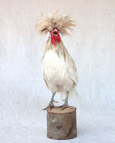 Soderman, Tania 아티스트의 Rod the Rooster III작품입니다.