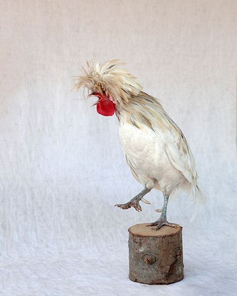 Soderman, Tania 아티스트의 Rod the Rooster IV작품입니다.