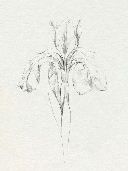 Caroline, Emma 아티스트의 Neutral Iris Sketch I작품입니다.