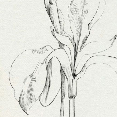Caroline, Emma 아티스트의 Iris Sketch Okeefe Crop II작품입니다.