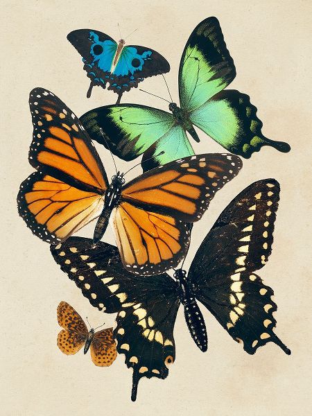 Barnes, Victoria 아티스트의 Collaged Butterflies I작품입니다.