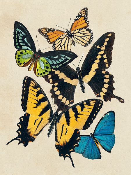 Barnes, Victoria 아티스트의 Collaged Butterflies II작품입니다.