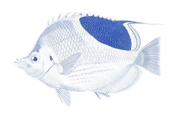 Vision Studio 아티스트의 Blue And White Tropical Fish I작품입니다.