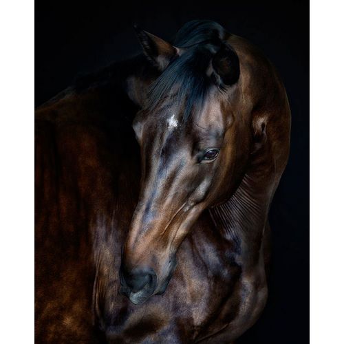 PHBurchett 아티스트의 Sunlit Horses I작품입니다.