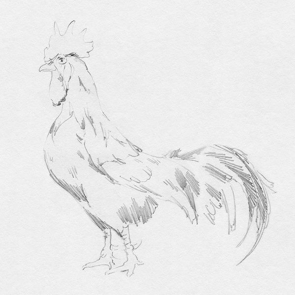 Green, Jacob 아티스트의 Big Rooster Sketch II작품입니다.