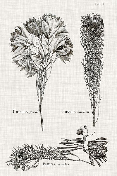 Vision Studio 아티스트의 Black And White Protea on Linen I작품입니다.