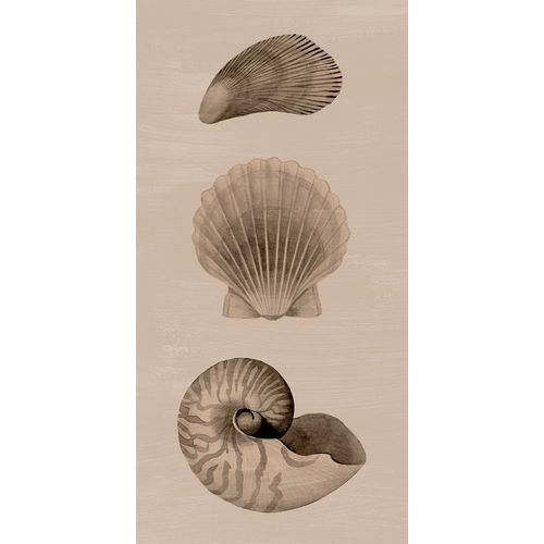 Popp, Grace 아티스트의 Shells on Sepia I작품입니다.