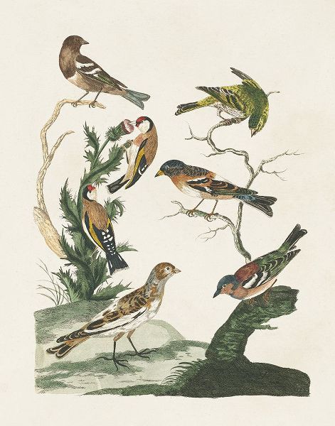 Vision Studio 아티스트의 Antique Birds in Nature I작품입니다.