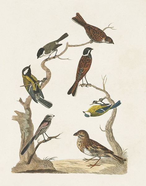 Vision Studio 아티스트의 Antique Birds in Nature II작품입니다.