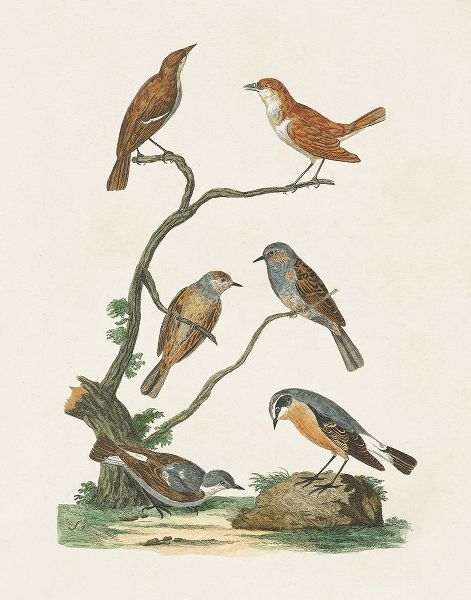 Vision Studio 아티스트의 Antique Birds in Nature IV작품입니다.