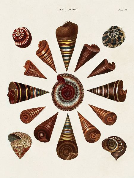 Seba, Albertus 아티스트의 Spiral Shell Formation IV작품입니다.