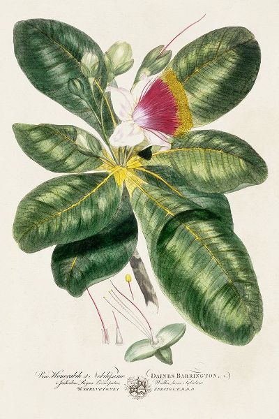 Miller, John 아티스트의 Imperial Tropical Botanical I작품입니다.