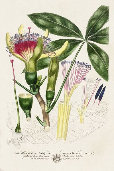 Miller, John 아티스트의 Imperial Tropical Botanical II작품입니다.