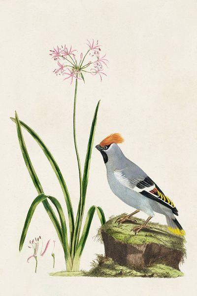 Unknown 아티스트의 Bird in Habitat II작품입니다.