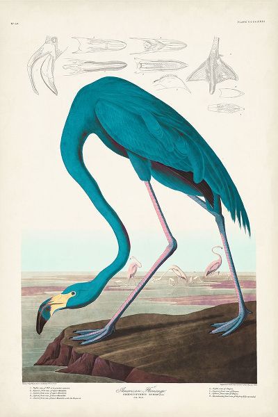 Audubon, John James 아티스트의 Custom Pl 431 American Flamingo I작품입니다.