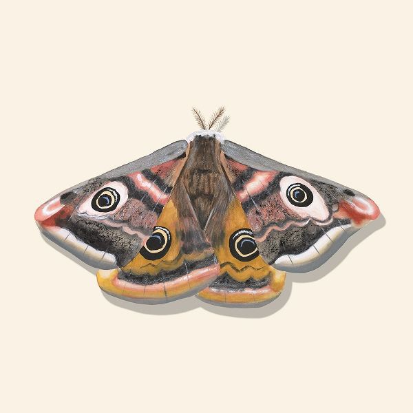 Willett, Michael 아티스트의 Watercolor Moths I작품입니다.