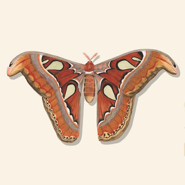 Willett, Michael 아티스트의 Watercolor Moths II작품입니다.