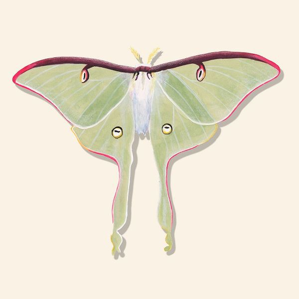 Willett, Michael 아티스트의 Watercolor Moths IV작품입니다.