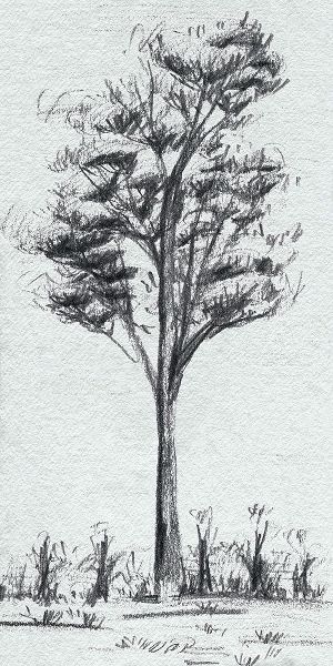Wang, Melissa 아티스트의 Tree in the Woods III작품입니다.