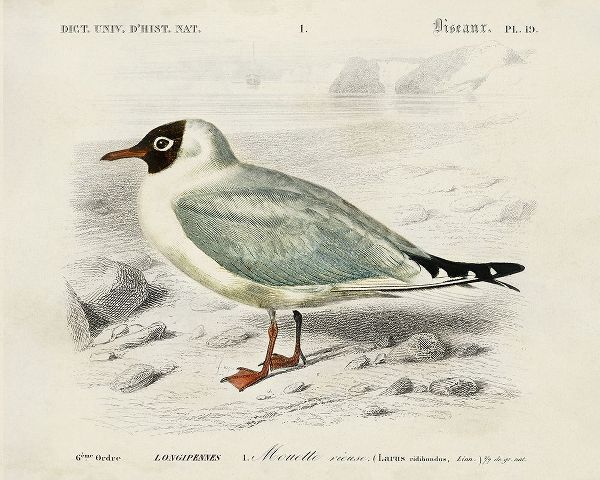 DOrbigny, M. Charles 아티스트의 dOrbigny Seabird III작품입니다.