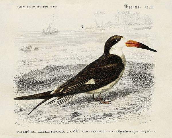 DOrbigny, M. Charles 아티스트의 dOrbigny Seabird IV작품입니다.