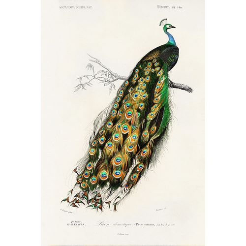 Redoute, Pierre 아티스트의 dOrbigny Exotic Bird II작품입니다.