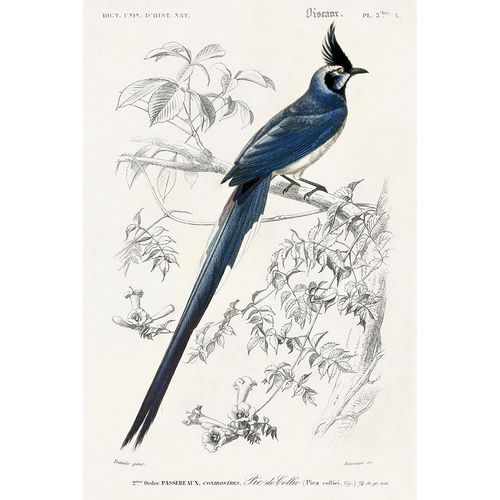 Redoute, Pierre 아티스트의 dOrbigny Exotic Bird IV작품입니다.
