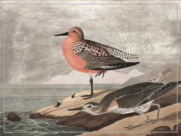 Audubon, John James 아티스트의 Gilded Sandpipers I작품입니다.