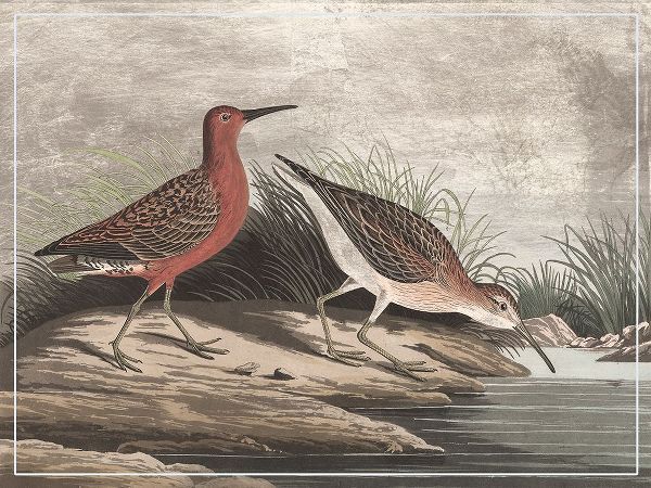 Audubon, John James 아티스트의 Gilded Sandpipers II작품입니다.